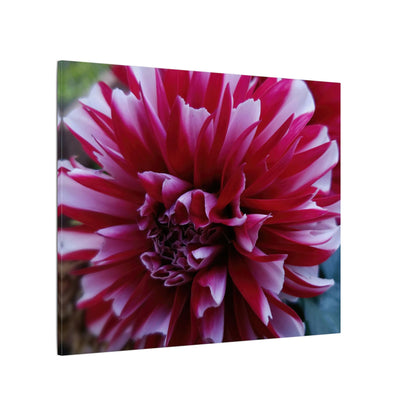 Red and White Dahlia Canvas Print – Bright Floral Nature Photography Wall Art