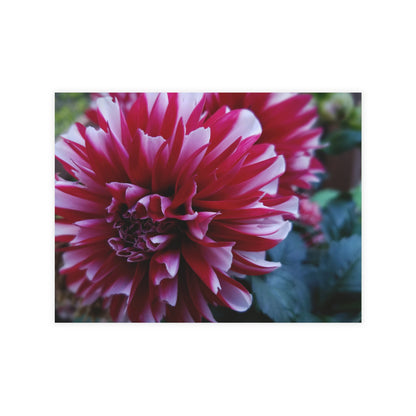 Red and White Dahlia Postcard – Botanical Floral Stationery for Garden-Inspired Correspondence