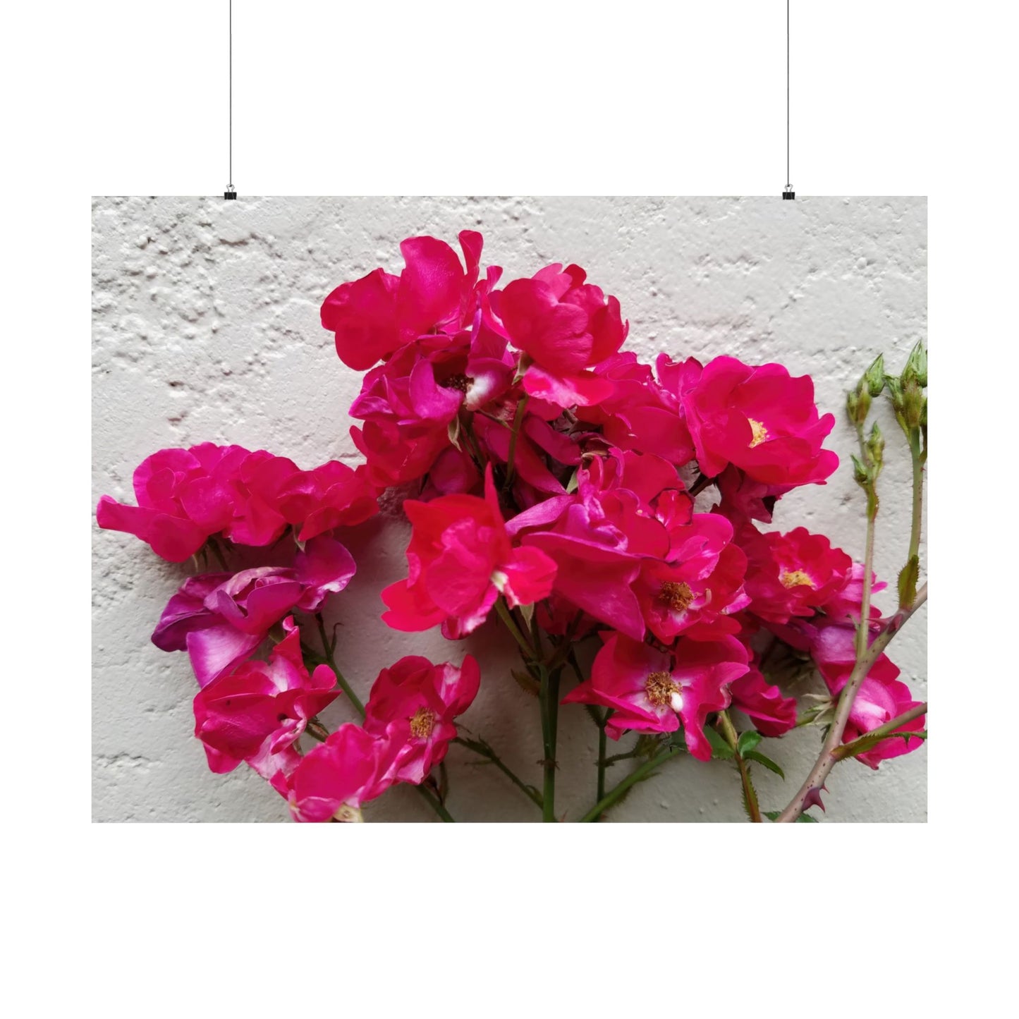 Bougainvillea Against White Stucco Wall Poster – Vibrant Floral Photography Wall Art
