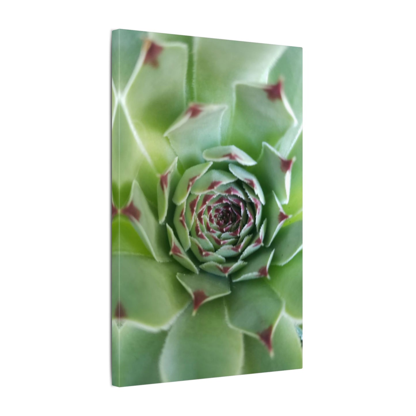 succulent framed canvas wall art