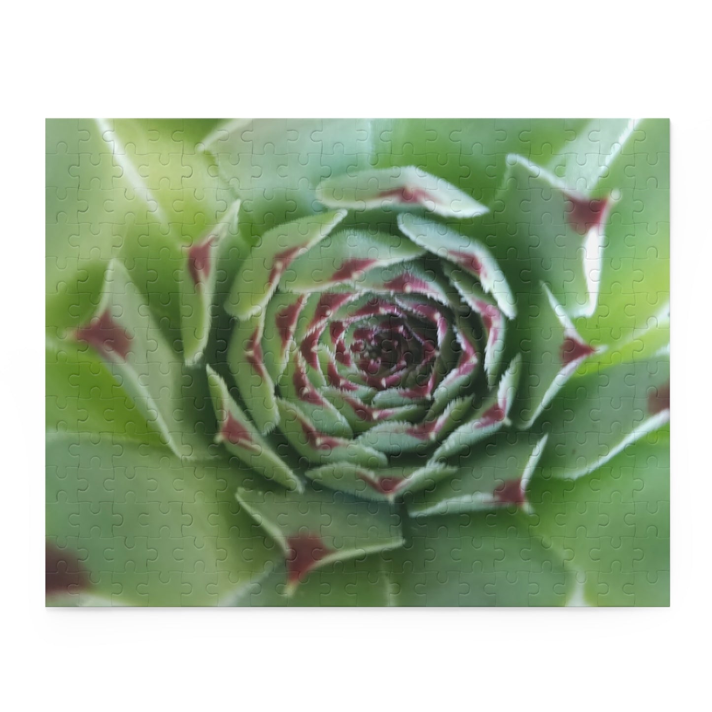 Pale Green Spiky Succulent Puzzle – Minimalist Botanical Jigsaw for Relaxing Desert-Inspired Fun