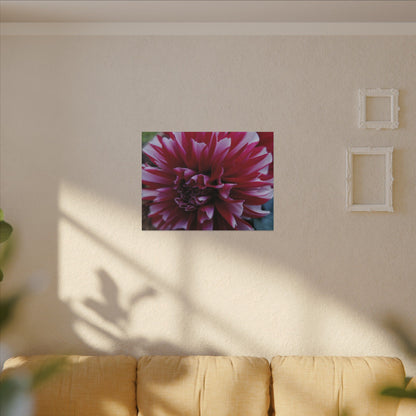 Red and White Dahlia Canvas Print – Bright Floral Nature Photography Wall Art