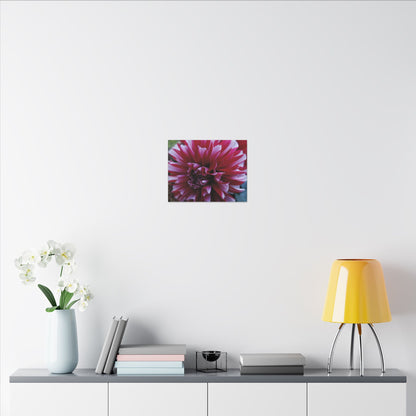 Red and White Dahlia Canvas Print – Bright Floral Nature Photography Wall Art