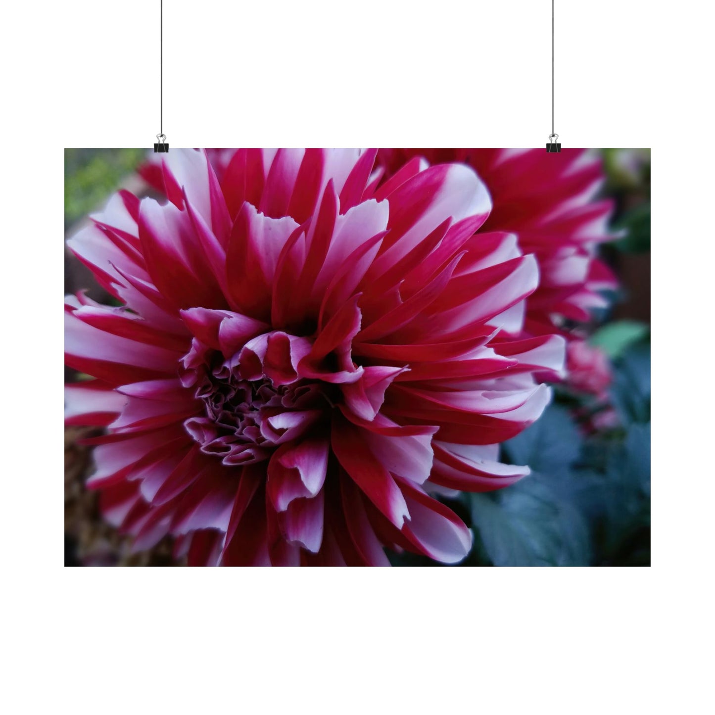 Red and White Dahlia Wall Poster – Botanical Floral Art Print, Cottagecore Summer Bloom Decor