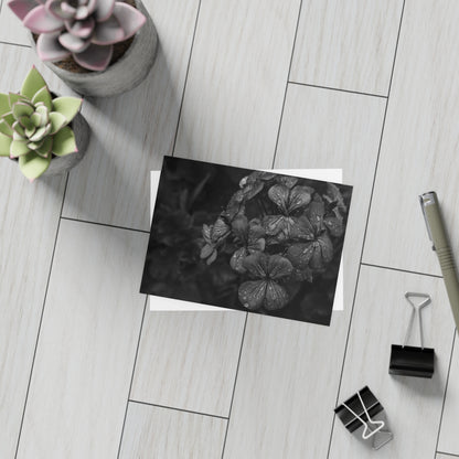 Geranium After a Light Rain Postcard – Moody Botanical Photography, Monochrome Floral Stationery for Thoughtful Correspondence