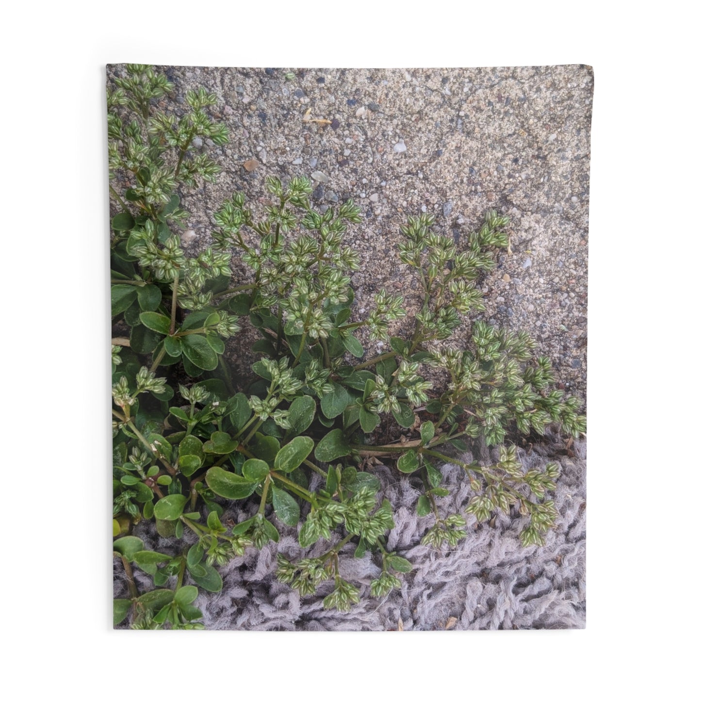 Where the Allseed Grows Wall Tapestry – Urban Nature Minimalist Decor with Concrete Texture and Botanical Contrast