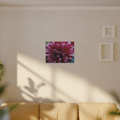 Red and White Dahlia Canvas Print – Bright Floral Nature Photography Wall Art