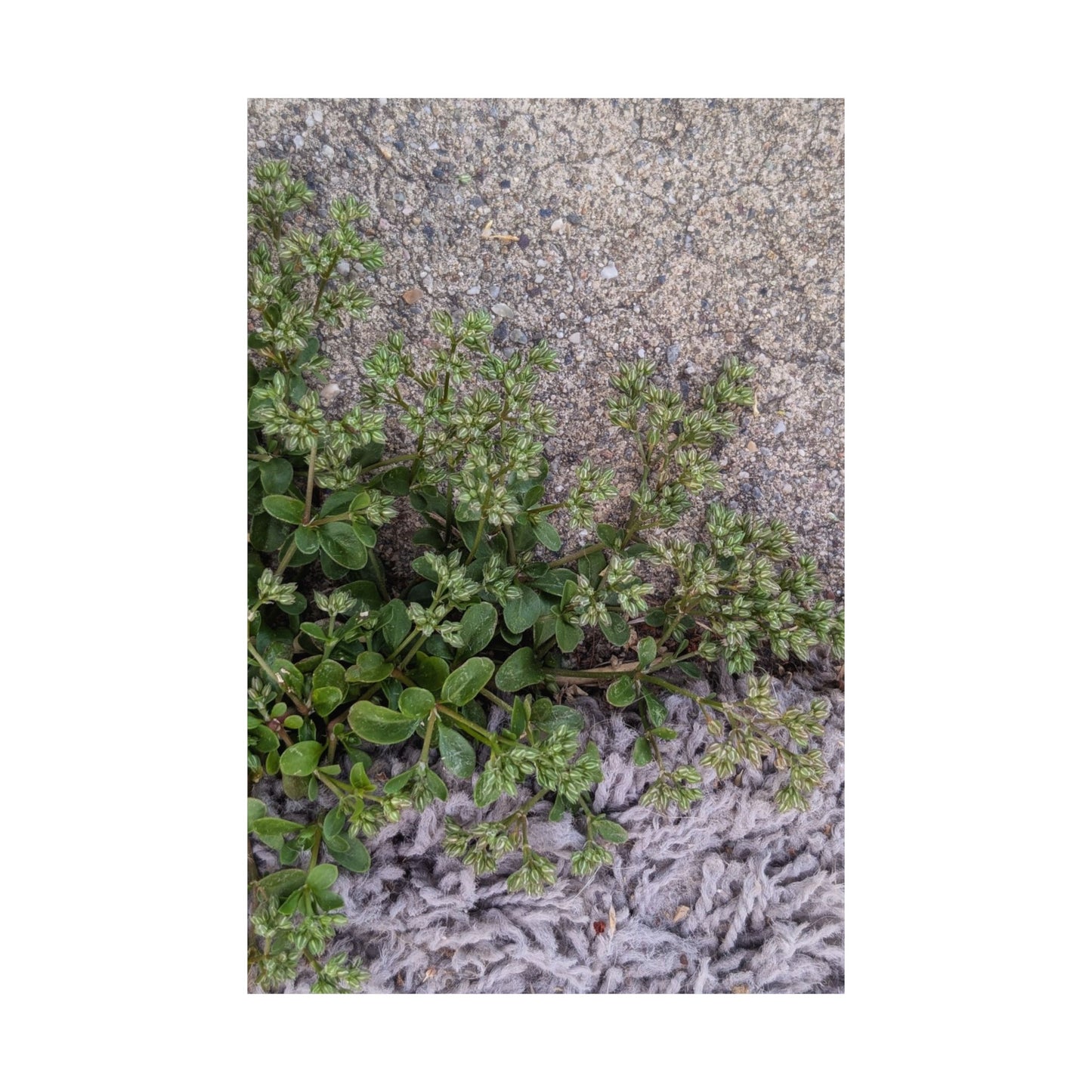 Where the Allseed Grows Poster – Urban Nature Minimalist Wall Art with Concrete Texture and Botanical Contrast