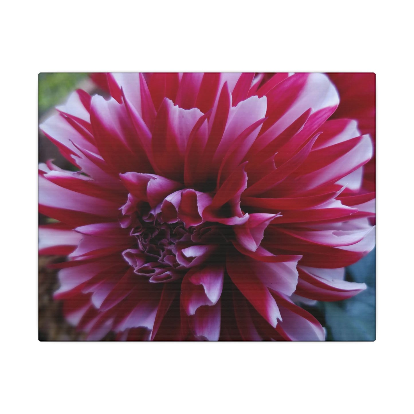 Red and White Dahlia Canvas Print – Bright Floral Nature Photography Wall Art