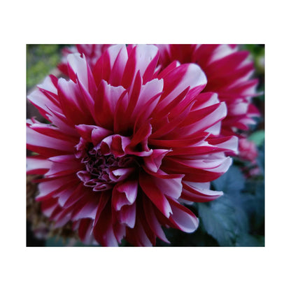Red and White Dahlia Wall Poster – Botanical Floral Art Print, Cottagecore Summer Bloom Decor