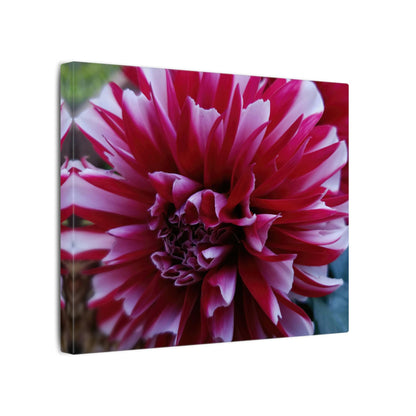 Red and White Dahlia Canvas Print – Bright Floral Nature Photography Wall Art