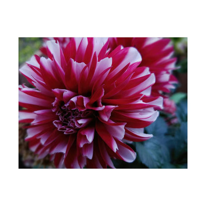 Red and White Dahlia Wall Poster – Botanical Floral Art Print, Cottagecore Summer Bloom Decor