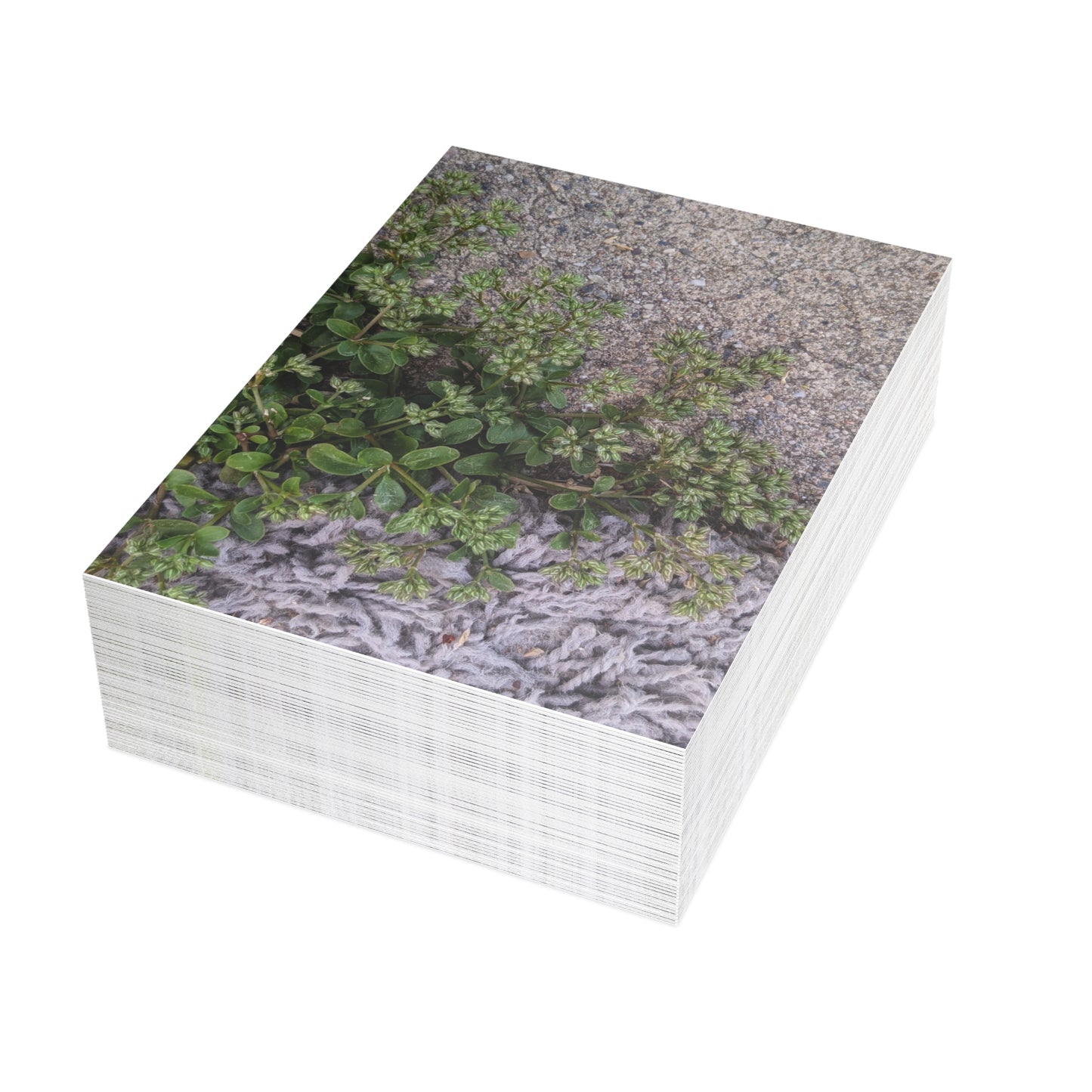 Where the Allseed Grows Postcard – Urban Nature Minimalist Botanical Stationery with Concrete Texture