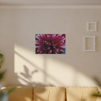 Red and White Dahlia Canvas Print – Bright Floral Nature Photography Wall Art