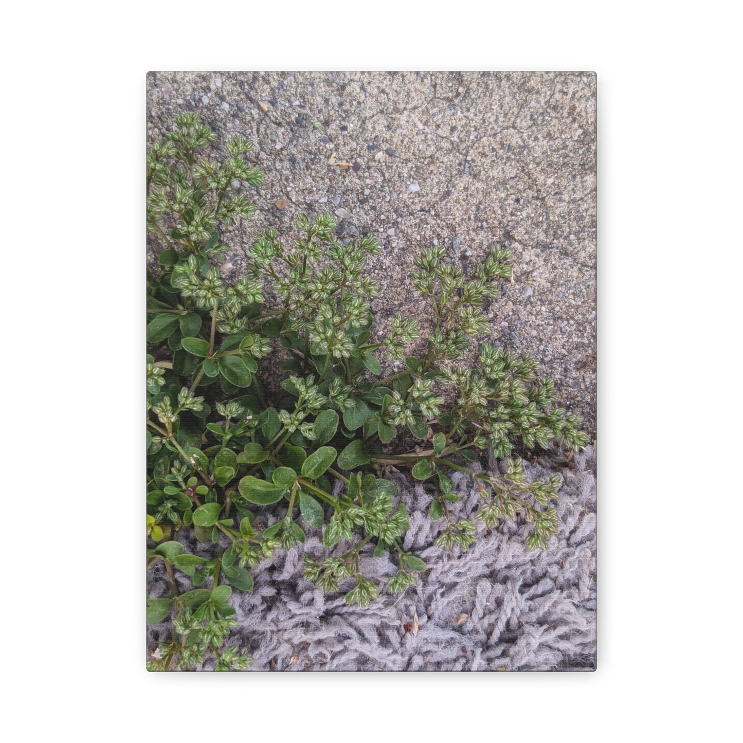 Where the Allseed Grows Canvas Print – Urban Nature Minimalist Botanical Wall Art with Concrete Texture
