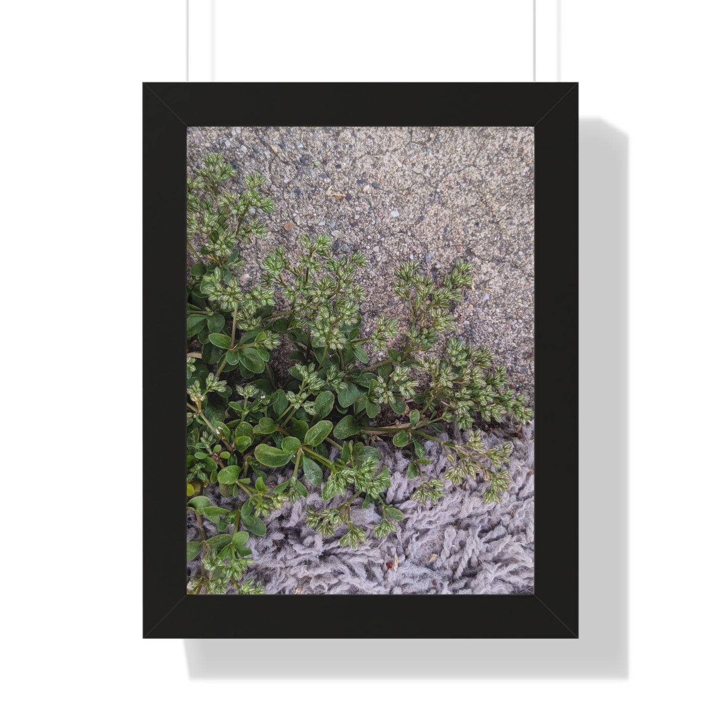 Where the Allseed Grows Framed Print – Urban Nature Minimalist Botanical Wall Art with Concrete Texture
