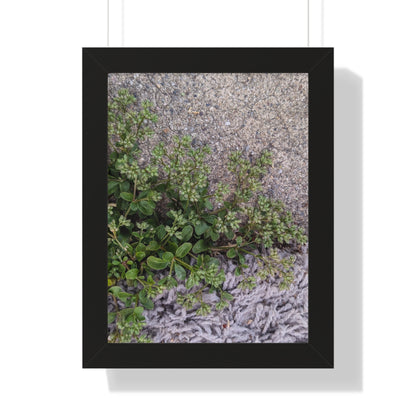 Where the Allseed Grows Framed Print – Urban Nature Minimalist Botanical Wall Art with Concrete Texture