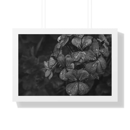 Geranium After a Light Rain Framed Print – Moody Botanical Floral Art, Monochrome Nature-Inspired Wall Decor