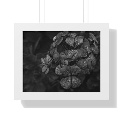 Geranium After a Light Rain Framed Print – Moody Botanical Floral Art, Monochrome Nature-Inspired Wall Decor