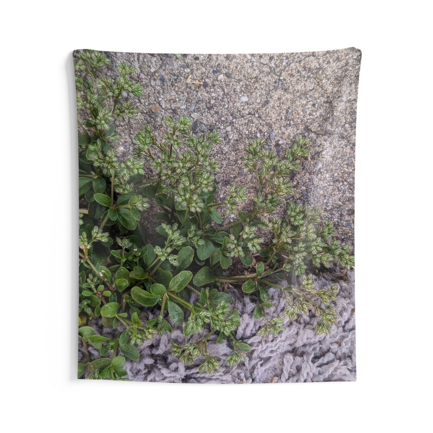Where the Allseed Grows Wall Tapestry – Urban Nature Minimalist Decor with Concrete Texture and Botanical Contrast