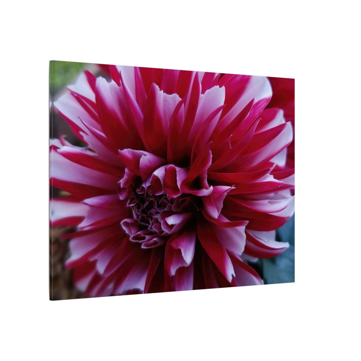 Red and White Dahlia Canvas Print – Bright Floral Nature Photography Wall Art