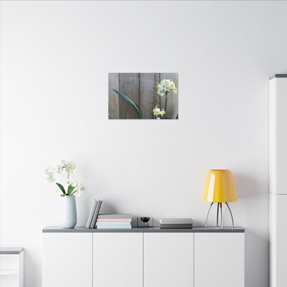 Daffodils by the Fence Canvas Print – Rustic Floral Photography Wall Art