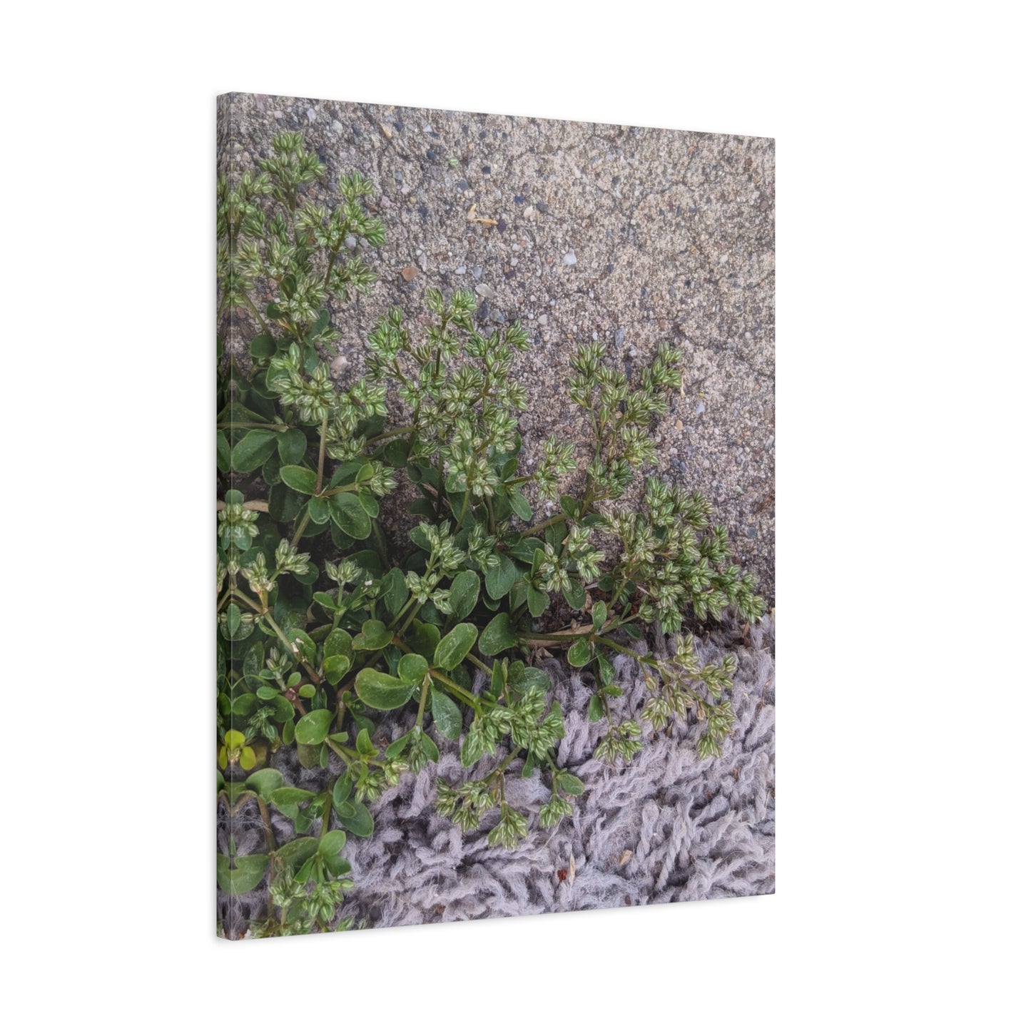 Where the Allseed Grows Canvas Print – Urban Nature Minimalist Botanical Wall Art with Concrete Texture