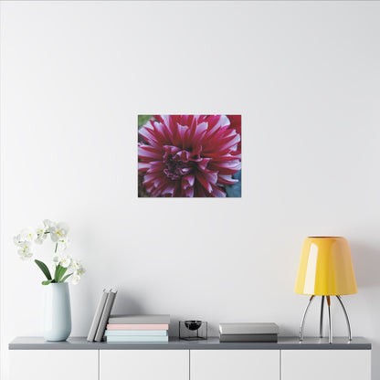 Red and White Dahlia Canvas Print – Bright Floral Nature Photography Wall Art