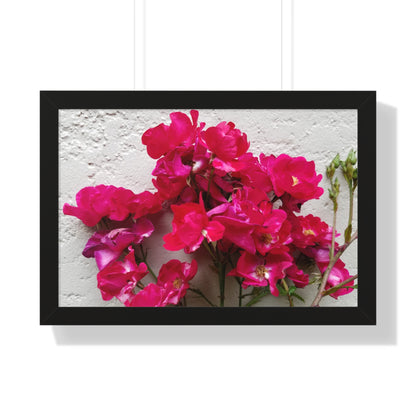 Bougainvillea Against White Stucco Wall Framed Print – Mediterranean Floral Wall Art, Summer Bloom Botanical Decor