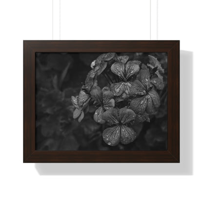 Geranium After a Light Rain Framed Print – Moody Botanical Floral Art, Monochrome Nature-Inspired Wall Decor