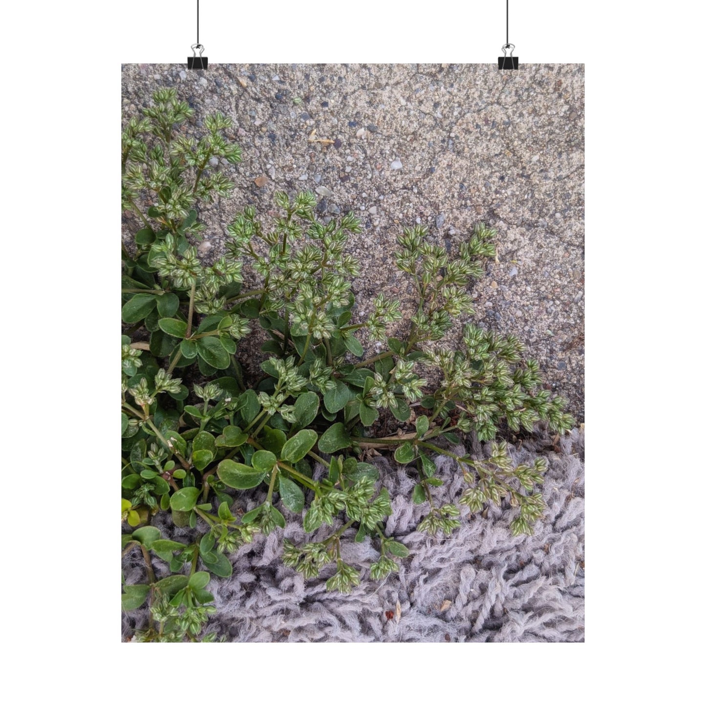 Where the Allseed Grows Poster – Urban Nature Minimalist Wall Art with Concrete Texture and Botanical Contrast