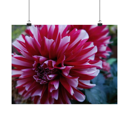Red and White Dahlia Wall Poster – Botanical Floral Art Print, Cottagecore Summer Bloom Decor