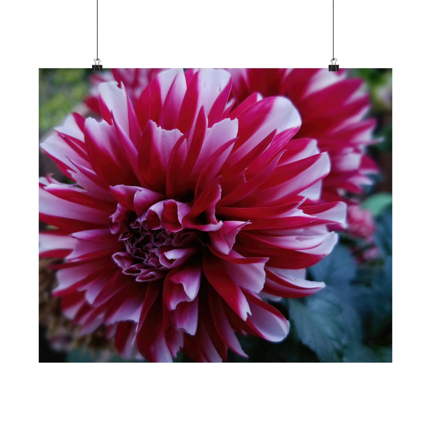 Red and White Dahlia Wall Poster – Botanical Floral Art Print, Cottagecore Summer Bloom Decor