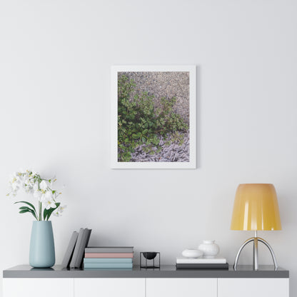 Where the Allseed Grows Framed Print – Urban Nature Minimalist Botanical Wall Art with Concrete Texture