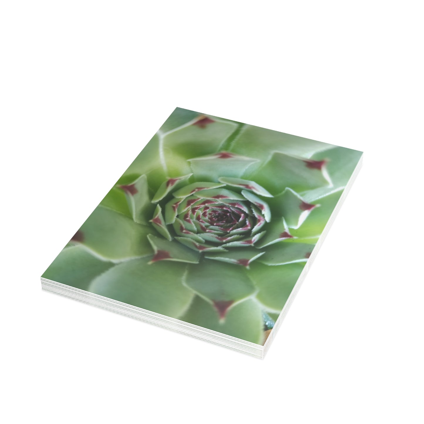 Pale Green Spiky Succulent Postcard – Botanical Art Print for Calm Minimalist Correspondence and Decor