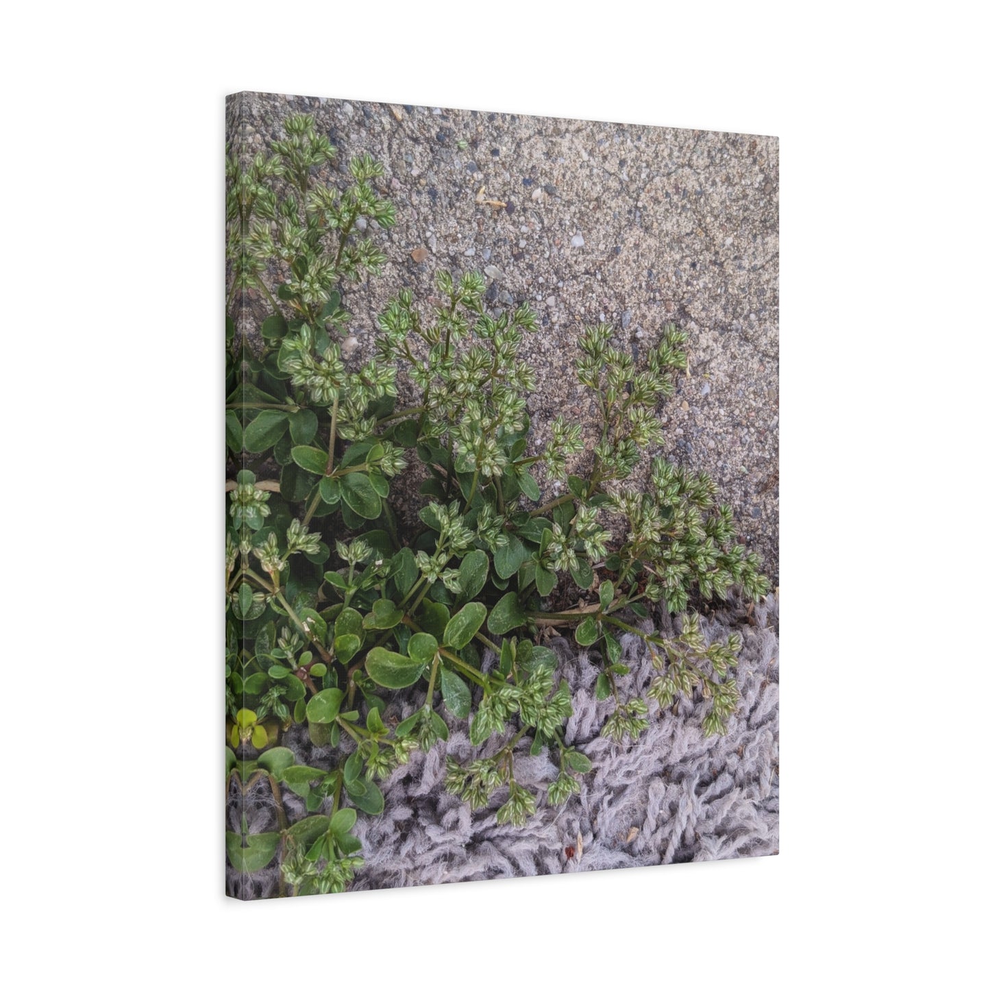 Where the Allseed Grows Canvas Print – Urban Nature Minimalist Botanical Wall Art with Concrete Texture