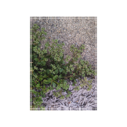 Where the Allseed Grows Acrylic Block – Urban Nature Minimalist Botanical Desk Art with Concrete Texture