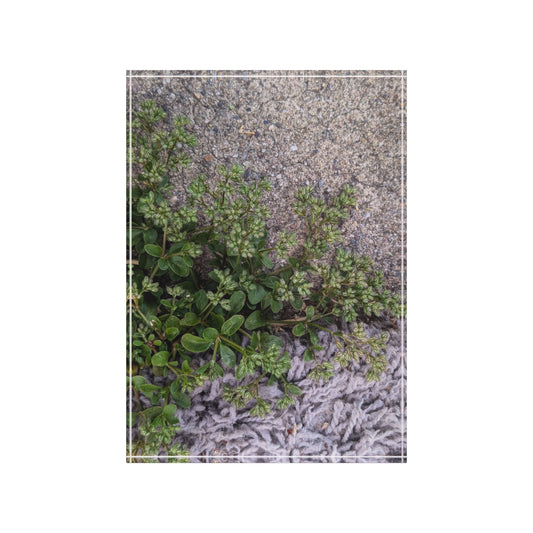 Where the Allseed Grows Acrylic Block – Urban Nature Minimalist Botanical Desk Art with Concrete Texture