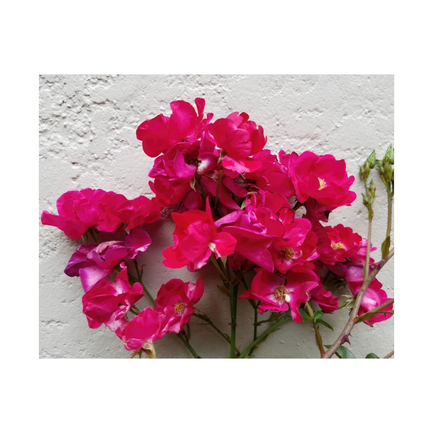 Bougainvillea Against White Stucco Wall Poster – Vibrant Floral Photography Wall Art