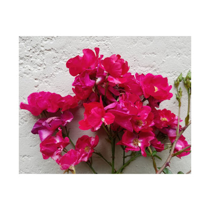 Bougainvillea Against White Stucco Wall Poster – Vibrant Floral Photography Wall Art
