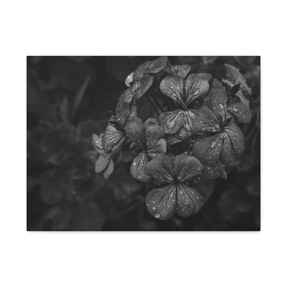 Pink geranium artwork in fine art black and white