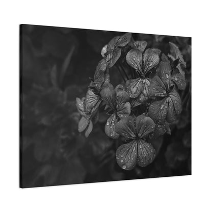 Elegant geranium canvas print for living room or office