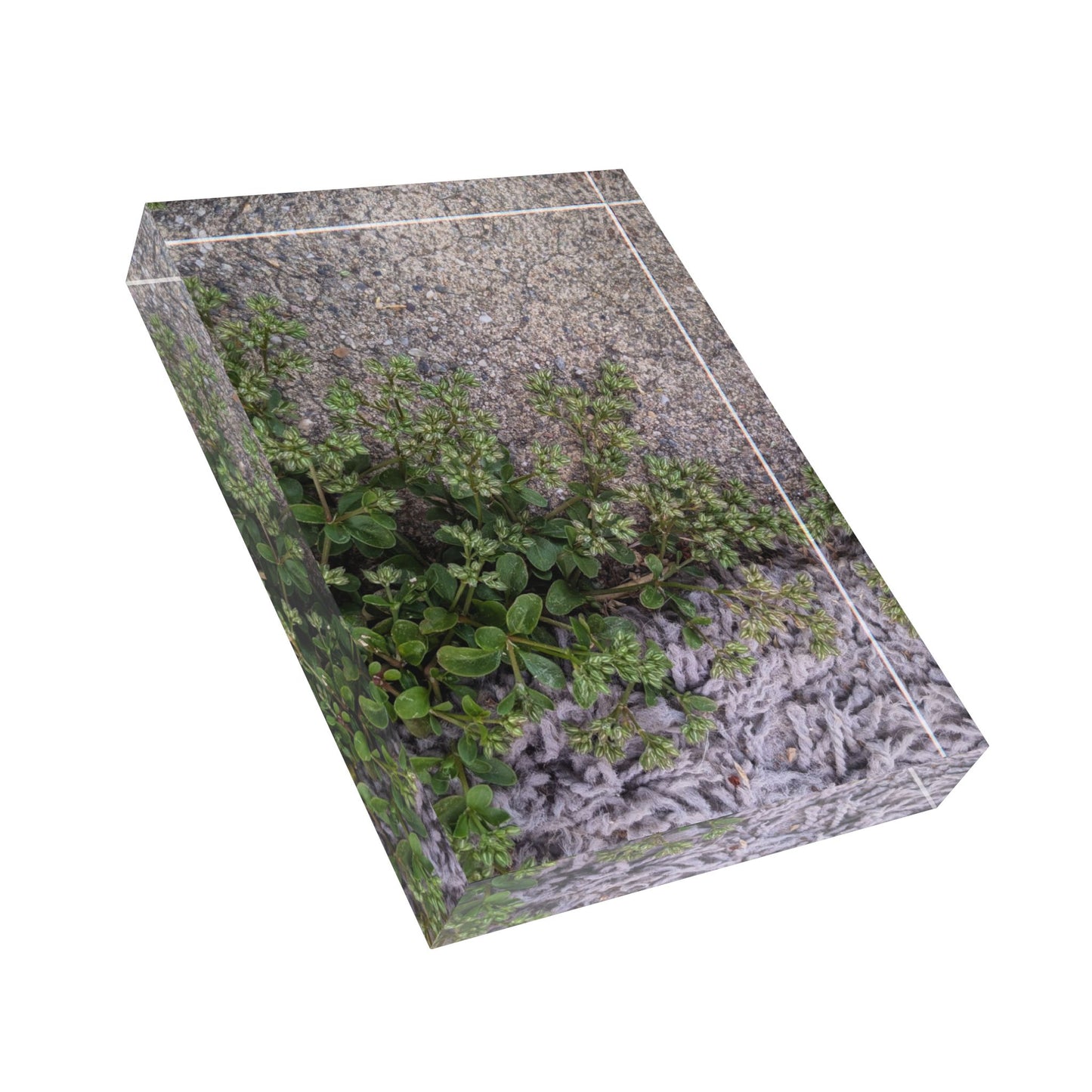 Where the Allseed Grows Acrylic Block – Urban Nature Minimalist Botanical Desk Art with Concrete Texture