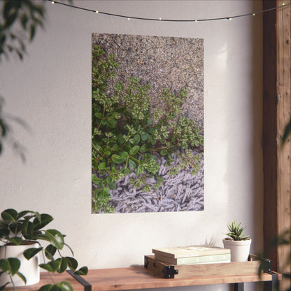 Where the Allseed Grows Poster – Urban Nature Minimalist Wall Art with Concrete Texture and Botanical Contrast