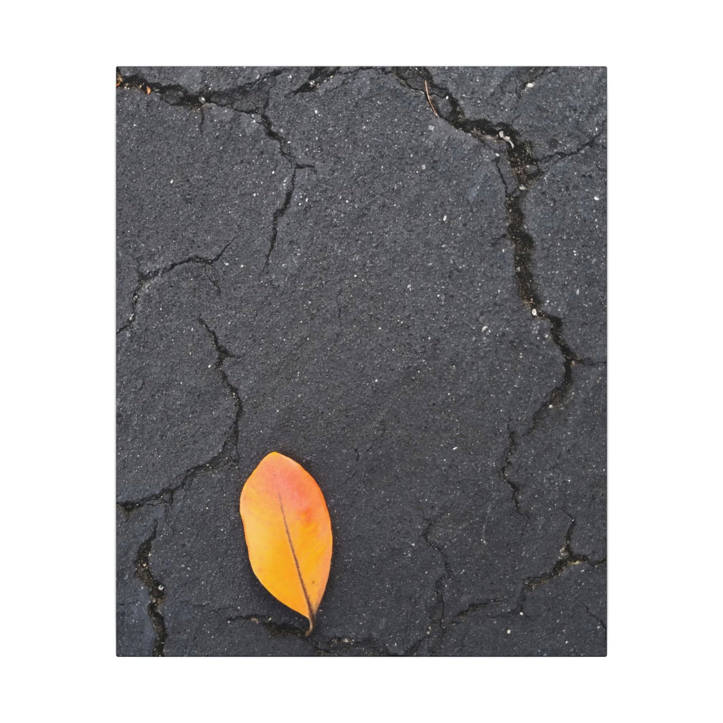 Orange Leaf Against Black Concrete Minimalistic Canvas Print – Contemporary Nature Photography Wall Art