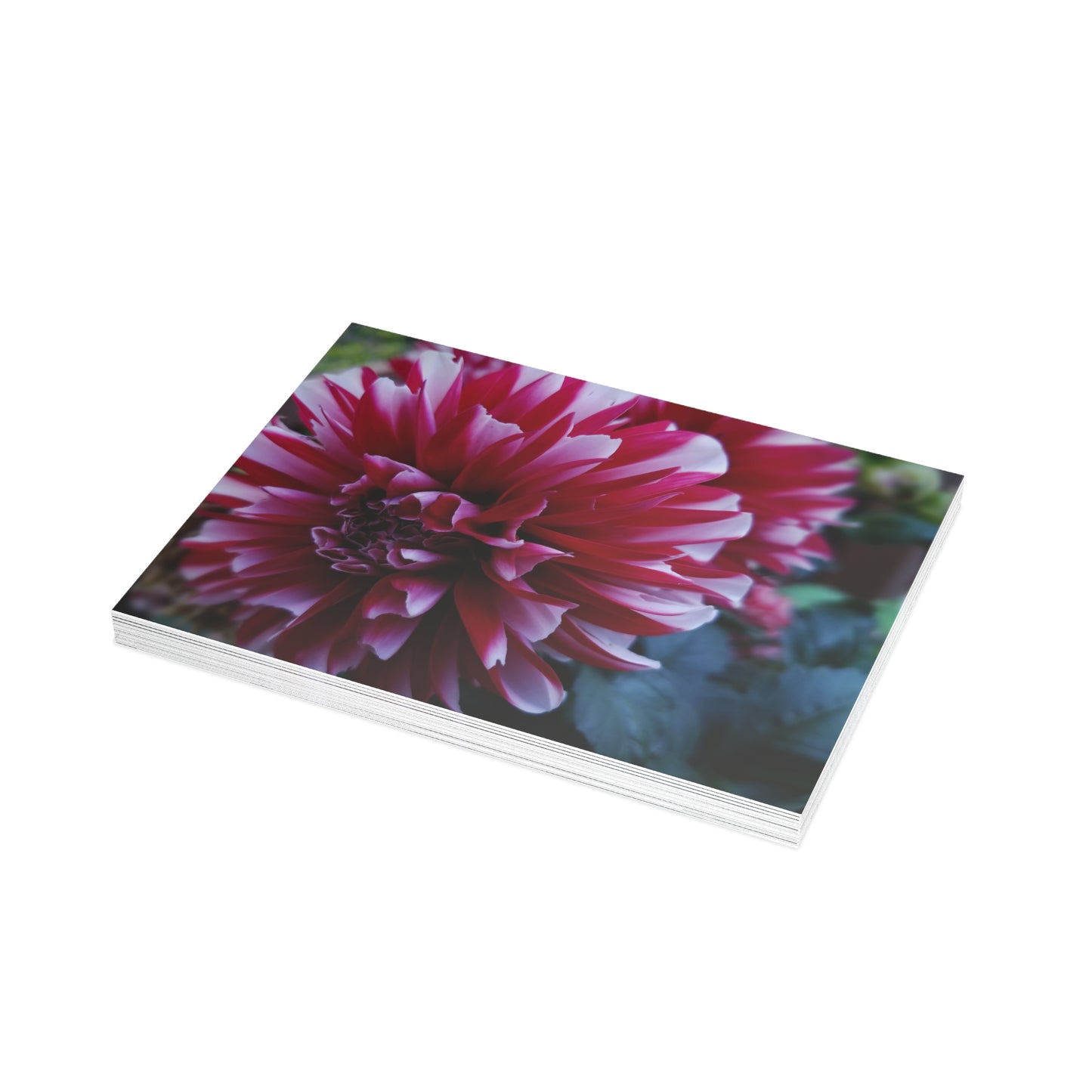 Red and White Dahlia Postcard – Botanical Floral Stationery for Garden-Inspired Correspondence