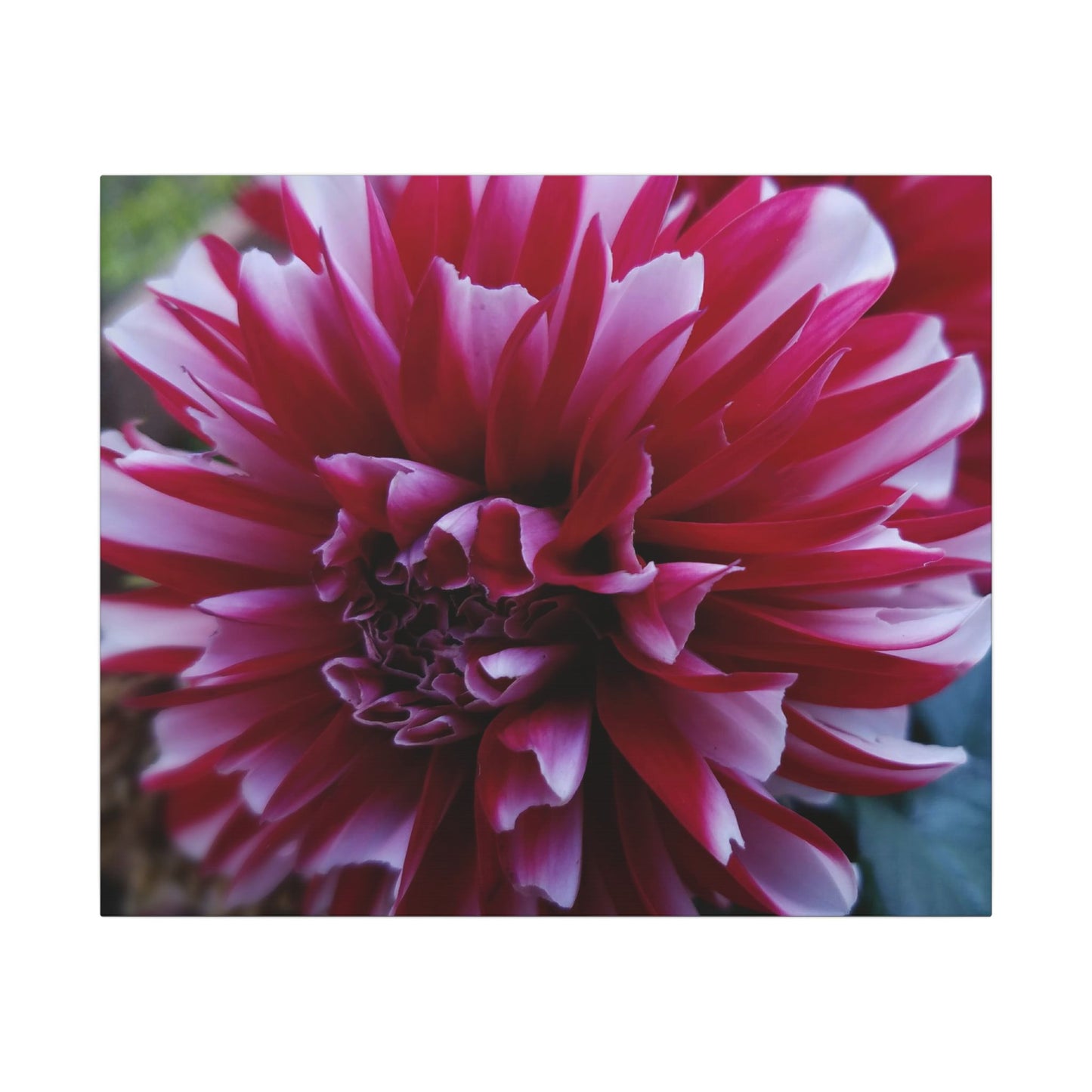Red and White Dahlia Canvas Print – Bright Floral Nature Photography Wall Art