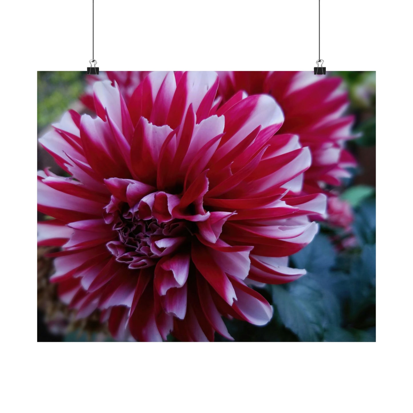 Red and White Dahlia Wall Poster – Botanical Floral Art Print, Cottagecore Summer Bloom Decor