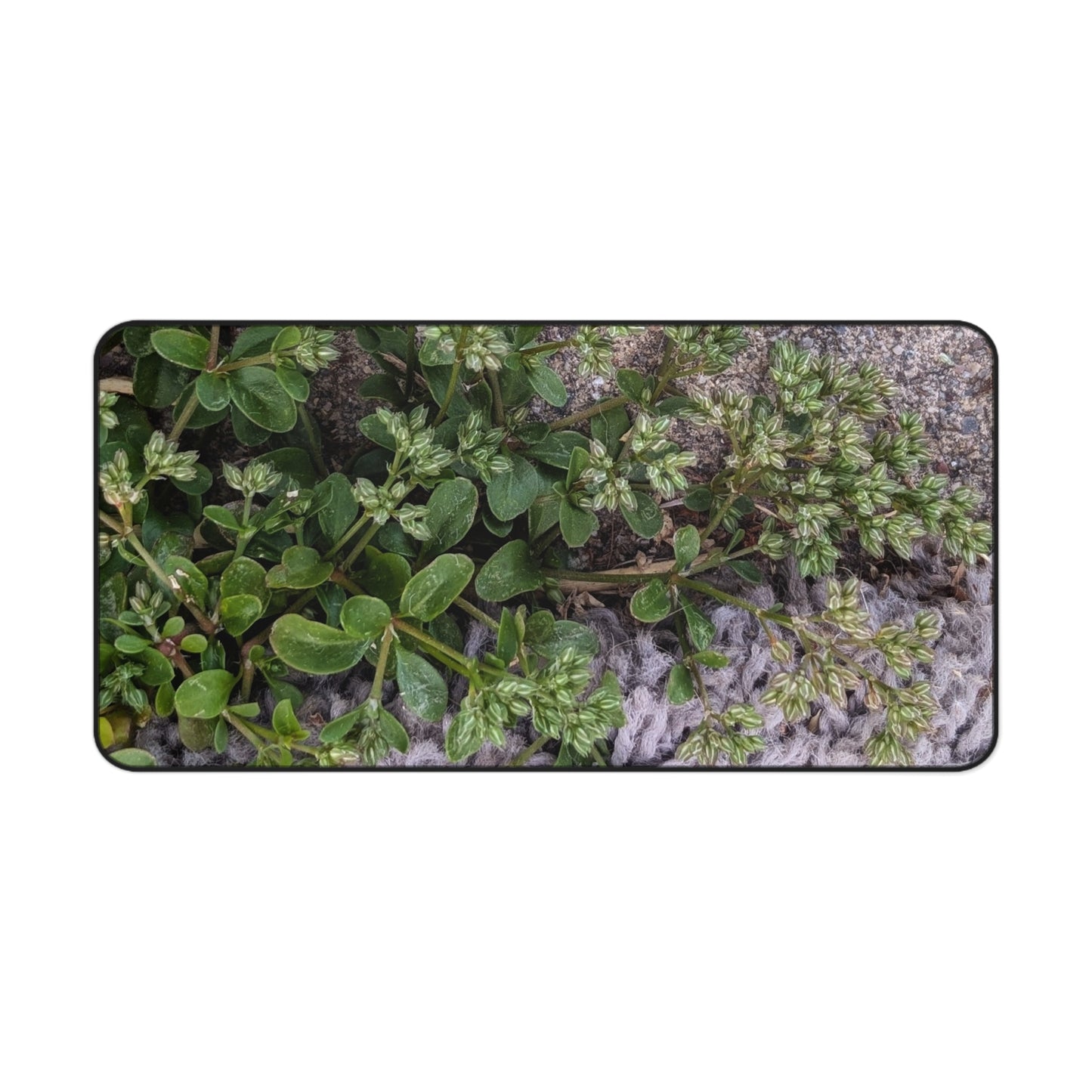 Where the Allseed Grows Desk Mat – Urban Nature Minimalist Botanical Workspace Mat with Concrete Texture Design