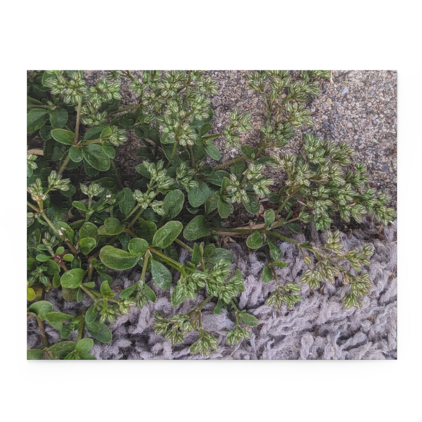 Where the Allseed Grows Puzzle – Urban Nature Minimalist Botanical Jigsaw with Concrete Texture